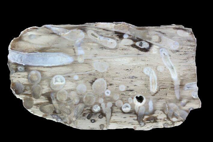 Slab Fossil Teredo (Shipworm Bored) Wood - Texas #91541